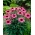 O rei coneflower roxo oriental de flores grandes - 1 peça; coneflower ouriço, Echinacea