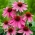 Magnus ružičasti cvjetni istočnoljubičasti češnjak - 1 kom; jež šišarka, Echinacea
