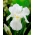 Iris bieleho rytiera