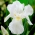Iris du chevalier blanc