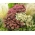 Stonecrop - väri- ja lajikesekoitus - taimi