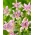 Krastača lilija - Tricyrtis hirta - 1 kos
