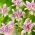 Krastača lilija - Tricyrtis hirta - 1 kos