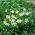 Liten snäcka - vit - planta; dvärgsnäcka, vanlig snäcka, mindre snäcka
