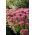 Mini Joy stonecrop - Sedum - sodinukas - didelė pakuotė! - 10 vnt.