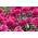 Coneflower roxo oriental de duas flores de trufa de amora preta - 1 unidade; coneflower ouriço, Echinacea