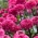 Coneflower roxo oriental de duas flores de trufa de amora preta - 1 unidade; coneflower ouriço, Echinacea