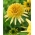Creme au beurre - echinacee pourpre orientale a fleurs doubles - 1 pc; herisson echinacee, echinacee