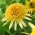 Creme de Manteiga - coneflower roxo oriental de flor dupla - 1 pc; coneflower ouriço, Echinacea