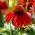 Sombrero Salsa Rode zonnehoed - felrode bloemen - 1 st - 