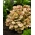 Picasso alumroot - large package! - 10 pcs; coral bells