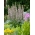 Bear's breeches - Acanthus mollis - large package! - 10 pcs; sea dock, bear's foot plant, sea holly, gator plant, oyster plant