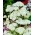 White Beauty ochiul comun - flori albe