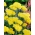 Achillee millefeuille Moonshine - fleurs jaunes