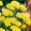 Moonshine common yarrow - yellow flowers - large package! - 10 pcs