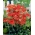 Achillea comune Walter Funcke - fiori rossi