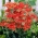 Achillea comune Walter Funcke - fiori rossi