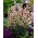 Monkshood - Aconitum napellus Rubellum - seedling