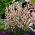 Szerzeteskor - Aconitum napellus Rubellum - palánta