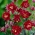 Ruby Port columbine, red double flowers - large package! - 10 pcs; granny's bonnet