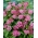 Milkweed do pântano da Cinderela - mudas - pacote grande! - 10 pcs.; serralha rosa, flor de leite rosa, serra-da-seda do pântano, cânhamo indiano branco