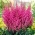 Maggie Daley false goat's beard - pink flowers - large package! - 10 pcs