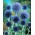 Taplow Blue žláznatý modrý bodlák - nebesky modré květy