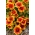 Arizona Sonnendeckenblume - Setzlinge - Großpackung! - 10 Stk - 