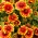 Arizona Soltæppe blomst - frøplante
