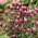 Red French lavender - 1 pc; Spanish lavender