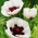 Perry's White Oriental poppy - 1 pc