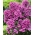Classic Cassis fall phlox - large package! - 10 pcs