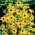Goldsturm Sonnenhut (Rudbeckia fulgida) - 1 Stk - 