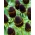 Groene Tovenaar Zonnehoed (Rudbeckia occidentalis) - 1 st - 