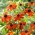 Prairie Glow Susan cu ochi căprui (Rudbeckia triloba) - 1 buc.; conifor cu frunze subțiri, conflor cu trei frunze
