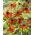 Prairie Glow Susan dagli occhi marroni (Rudbeckia triloba) - 1 pz; echinacea a foglie sottili, echinacea a tre foglie