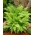 Dārza papardes - Athyrium filix-female - dāmu paparde - 1 gab.