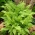 Felci da giardino - Athyrium filix-femmina - lady fern - 1 pz