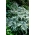Hagebregner - Athyrium niponicum - Japansk malt bregner - 1 stk