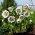 Double Ellen White Spotted Lenten ruusu - iso paketti! - 10 kpl
