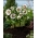 Double Ellen White Spotted Lenten rose - confezione grande! - 10 pezzi