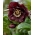 Dvojitá Ellen Purple Pôstna ruža