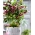 Double Ellen Pink Spotted Lenten rose - large package! - 10 pcs