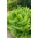 Garden Ferns - Matteuccia struthiopteris - ostrich fern - 1 pc
