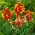 Queen Charlotte Canna Lilie - 