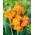 Orange canna lily - large package! - 10 pcs