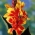 Gul-röd canna lilja
