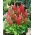 Lupinus, Lupin, Lupin Rouge - grand paquet ! - 10 pieces