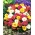 Verdolaga Doble - mezcla - Portulaca grandiflora fl.pl. - 4500 semillas