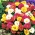 Moss Rose Double Mix - Portulaca grandiflora fl.pl. - 4500 siementä - siemenet